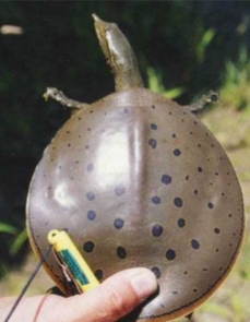 <p>Apalone spinifera</p>