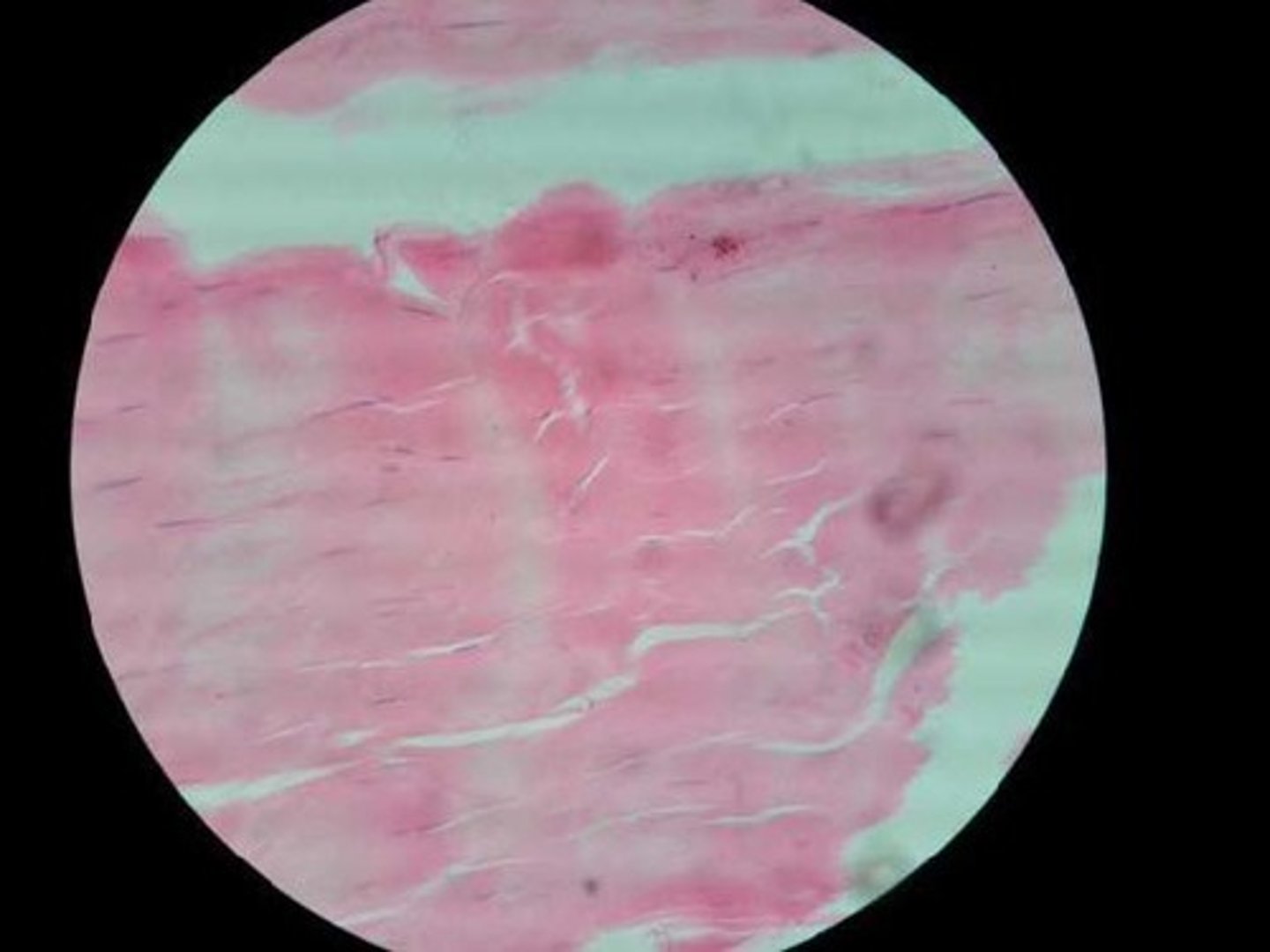 <p>Function: attaches muscles to bones or to muscles; attaches bones to bones; withstands great tensile stress when pulling force is applied in one direction</p><p>Location: tendons, most ligaments</p>