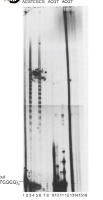 <p>using cell-free extracts from tetrahymena thermophilia since they have a lot of telomeres</p><ul><li><p>incubated with an oligonucleotide containing 4 repeats of TTGGGG (at end of chromosomes) </p><ul><li><p>sequence was known but protein making telomeres was unknown</p></li></ul></li><li><p>provided&nbsp;nucleotides (dNTPs radiolabelled or unlabelled) </p></li><li><p>after incubation, separated the products of the reaction by gel electrophoresis</p></li></ul><p></p>