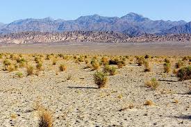 <p><span style="background-color: transparent;"><span>Plants survive in Arid Environments. </span></span></p>