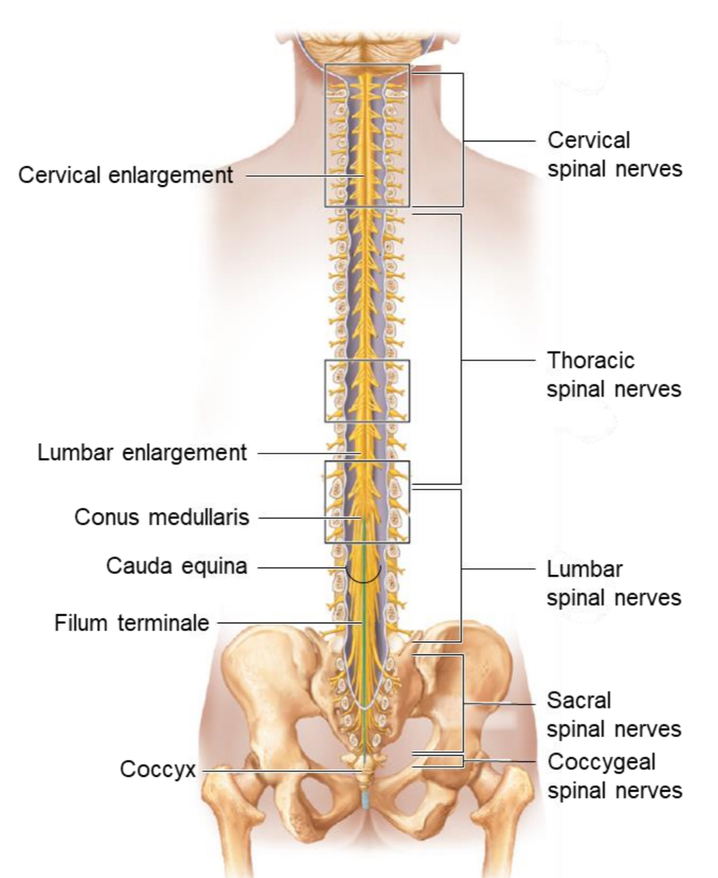 <p>Cervical Enlargement</p>