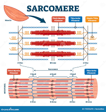 <p>contractile units of muscles</p><p>1) responsible for <strong>striations</strong></p>