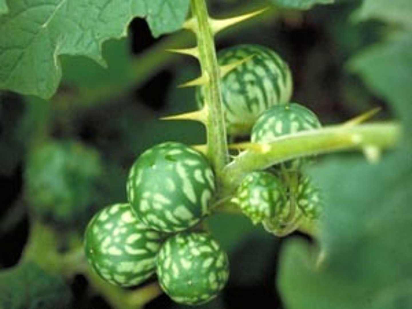 <p>seed</p><p>(Note: water, temp,</p><p>light, or seed coat damage)</p>