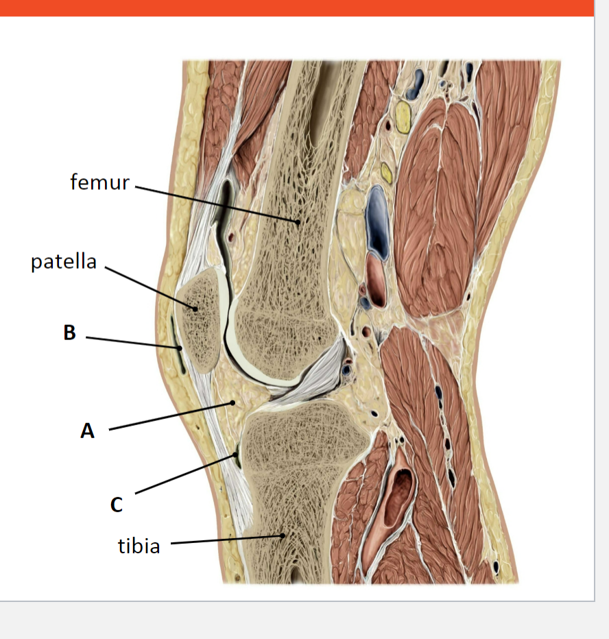 <p>Name the structures shown. What is their function?</p>