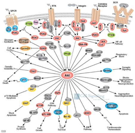 <ul><li><p><span style="background-color: transparent;">Akt (protein kinase B)= is a kinase and it phosphorylates if it has an arrow going to it</span></p><ul><li><p><span style="background-color: transparent;">Akt doesn't work alone…other things interact with it to determine an outcome</span></p></li></ul></li><li><p><span style="background-color: transparent;">a cell responds to <u>individual signals</u> by deciding the outcome based on the net input from everything (a cell doesn't <u>know</u> when to grow…it grows when it gets <u>told</u> to grow)...which is why in this example you can see all these different outcomes&nbsp;</span></p><ul><li><p><span style="background-color: transparent;">Decides outcome based on the NET input from everything&nbsp;</span></p></li><li><p><span style="background-color: transparent;">E.g. cells don’t become cancerous because they ‘want’ to…they became cancerous because they are told to&nbsp;</span></p></li></ul></li></ul><p></p>