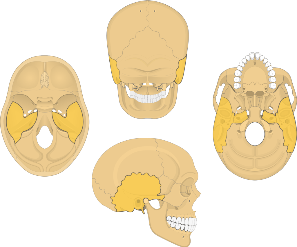 <p>[BONES TO KNOW; cranial] on the lower side of the head; below the parietals</p>