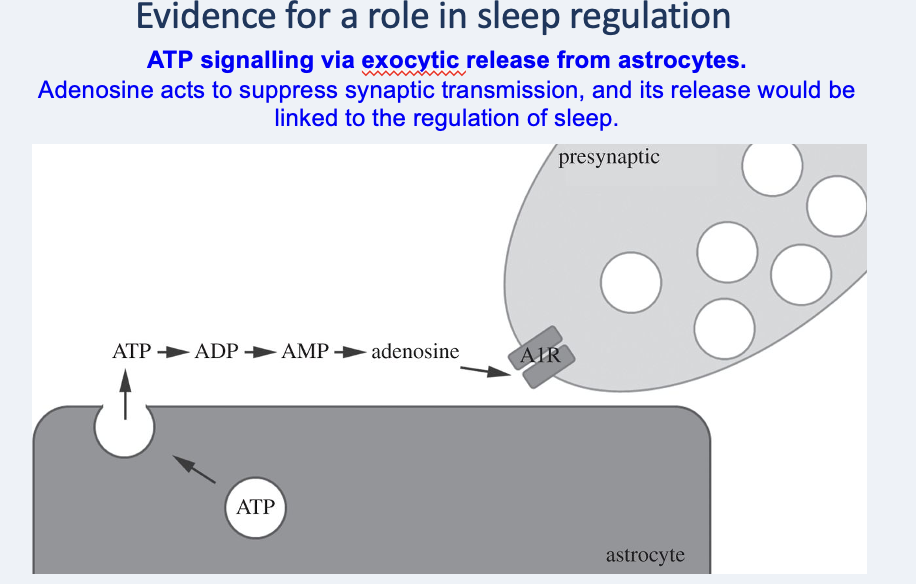 <p>astrocytes can release gliotransmitters via (eg exocytosis). when ATP is released, astrocytes can mod the behaviour via A1Rs in sleep reg  via our circadian clock by conversion of ATP → Adenosine </p>