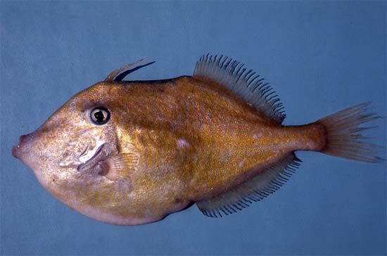 <p>variable color and pattern: brown with orange cast from orange spots</p><p>dorsal spine very thin, almsot always ben tor irregular</p><p>deep-bodied, half as deep as long</p><p>upper profile of snout slightly concave to straight</p>