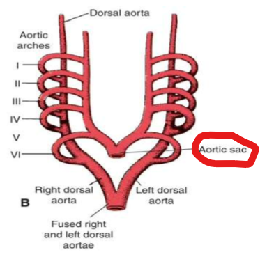 <p><strong><em><u>Development of the Aortic Sac (ventral aorta)</u></em></strong></p><ul><li><p><span>develops from the truncus arteriosus</span></p></li><li><p><span>initially exists as paired structures → fusion → aortic sac</span></p></li></ul><div data-type="horizontalRule"><hr></div><p><strong><em><u>What the Aortic Sac Forms:</u></em></strong></p><ul><li><p><span>forms right and left horns</span></p><ul><li><p>R: <span>brachiocephalic artery</span></p></li><li><p><span>L:&nbsp;proximal ascending aorta</span></p></li></ul></li></ul><p></p>