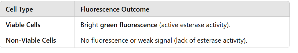 <ul><li><p><strong>FDA is a non-fluorescent, lipophilic dye</strong> that passively enters live cells.</p></li><li><p>Inside viable cells, <strong>intracellular esterases hydrolyze FDA</strong>, releasing <strong>fluorescent fluorescein</strong>.</p></li><li><p><strong>Dead or non-viable cells lack esterase activity</strong>, so they do not produce fluorescence.</p></li><li><p>Fluorescence intensity correlates with <strong>cell viability and metabolic activity</strong>.</p></li></ul><p></p>