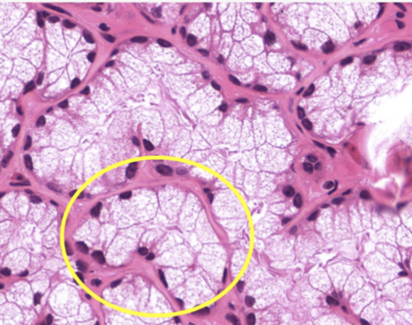 <p>Identify the specific structure</p>