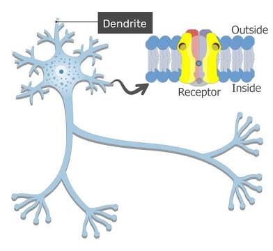 <p>Dendrites</p>