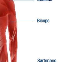 <p>biceps is a muscle located in the upper arm.</p>
