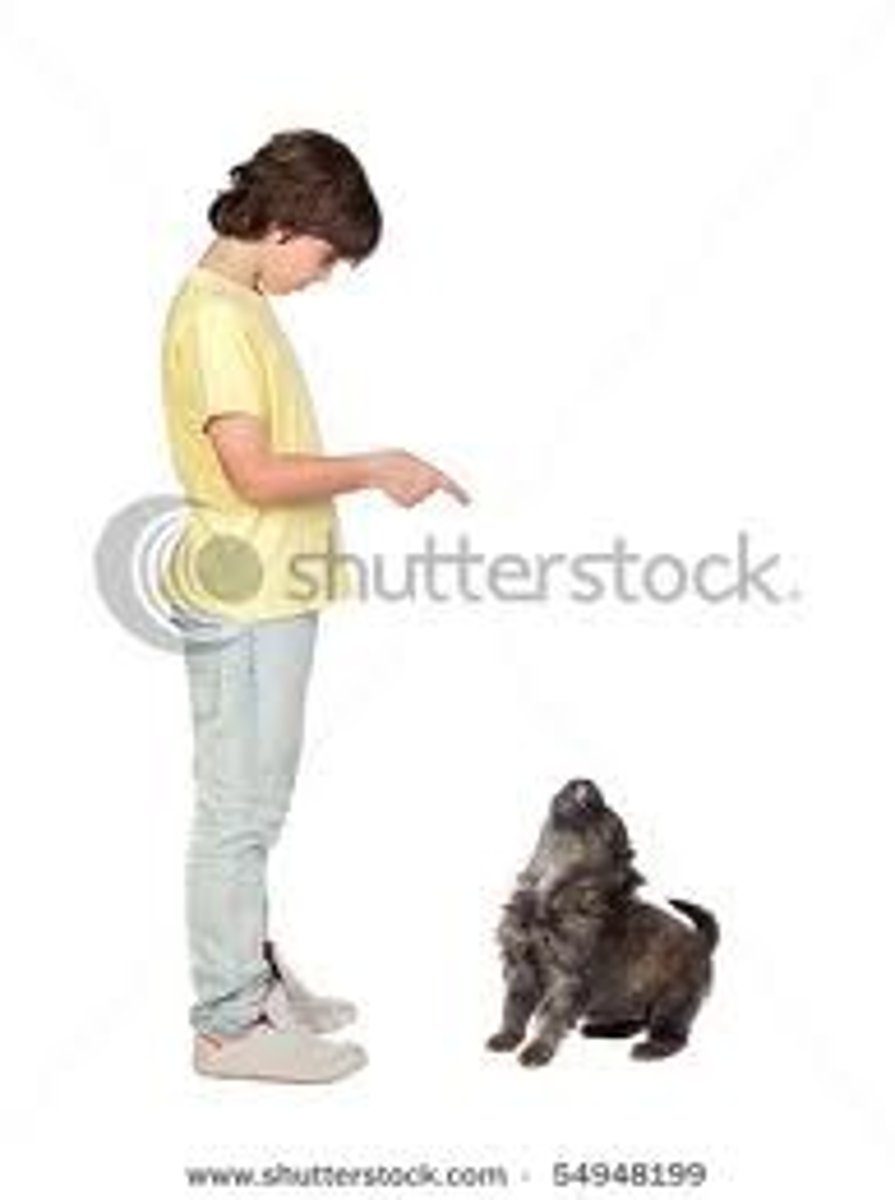 <p>accepted and obeyed. Tuân theo</p><p>syns: accept; stand for; tolerate</p>