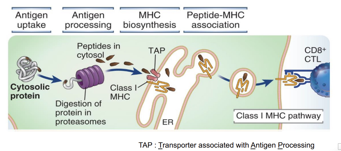 <ul><li><p>the antigen is found within the cytosol - eg from a virus </p></li><li><p>these proteins can be targeted for breakdown within the<strong> proteosome</strong> </p></li><li><p>the breakdown of the protein within the proteosome generates lots of small peptides </p></li><li><p>these can be transported by a transporter called <strong>TAP </strong>into the <strong>lumen of the endoplasmic reticulum </strong></p></li><li><p>they then bind to class I MHC molecules</p></li><li><p>once bound and then <em>stabilised </em>- transported to the cell surface and is now presented to<strong> CD8 T cells </strong></p></li><li><p>this allows a T cell to basicially ‘see’ what is happening inside the cell </p></li></ul><p></p>