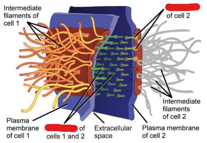 <p>Specialized adhesion proteins which are found on the membranes of 2 cells adjacent and which interact in the space between them, holding the membrane together.</p><p>_____ attach to the cytoplasmic plaque which connects to filaments that help anchor the junction.</p>