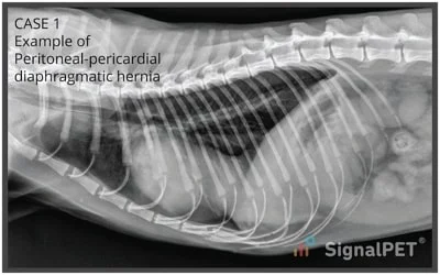<p>CS, history, physical exam, X-ray of heart and thorax, USG</p>
