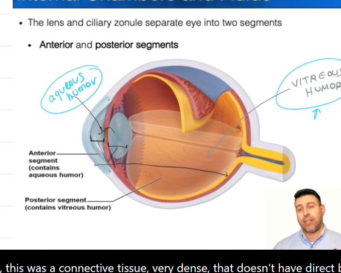 <ul><li><p>Contains the Posterior and Anterior Chambers</p></li><li><p>Contains Aqueous Humor, which is constantly being made and </p></li></ul><p></p>