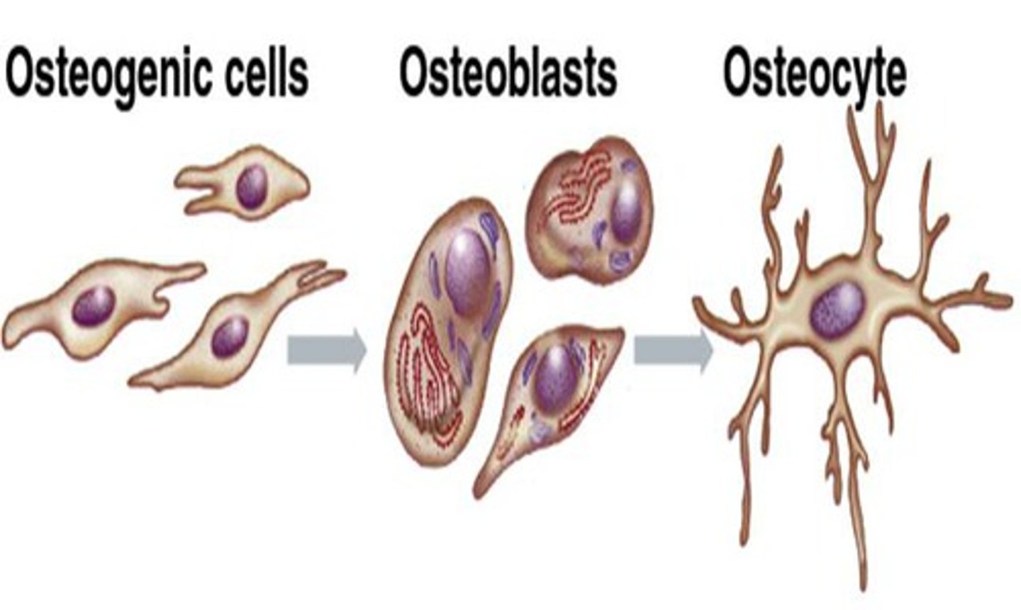 <p>Osteogenic- (multiply and becomes osteoblasts)</p><p>Osteoblasts- (create bone tissue, mineralizes in response to stress)</p><p>Osteocytes- (osteoblasts that lay down a matrix and become trapped in lacunae and connect via canaliculi)</p>