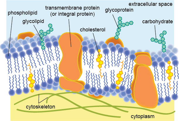 <ol><li><p>Glycoproteins and Glycolipids</p><ul><li><p>Glycoproteins = <strong>proteins</strong> attached to<strong> carbohydrate </strong>chains <br>(antigens on red blood cells/involved in cell-cell recognition)</p></li><li><p>Glycolipids = <strong>lipids</strong> attached to carbohydrate chains that help with cell recognition and immune signaling<br></p></li></ul></li><li><p>Cholesterol = A<strong> lipid</strong>, not a protein, embedded in the cell membrane</p><ul><li><p>interacts with the hydrophobic tails, stabilizing the cell membrane and making it more rigid &amp; less permeable to small molecules<br></p></li></ul></li><li><p>Immobilized Enzymes = Enzymes that have been made immobile (are stuck) in the cell membrane, with active sites that are exposed to allow reactions to take place<br></p></li><li><p>Cell Adhesion Proteins (CAMs) = Help cells attach to other cells to form tissues</p></li></ol><p></p>