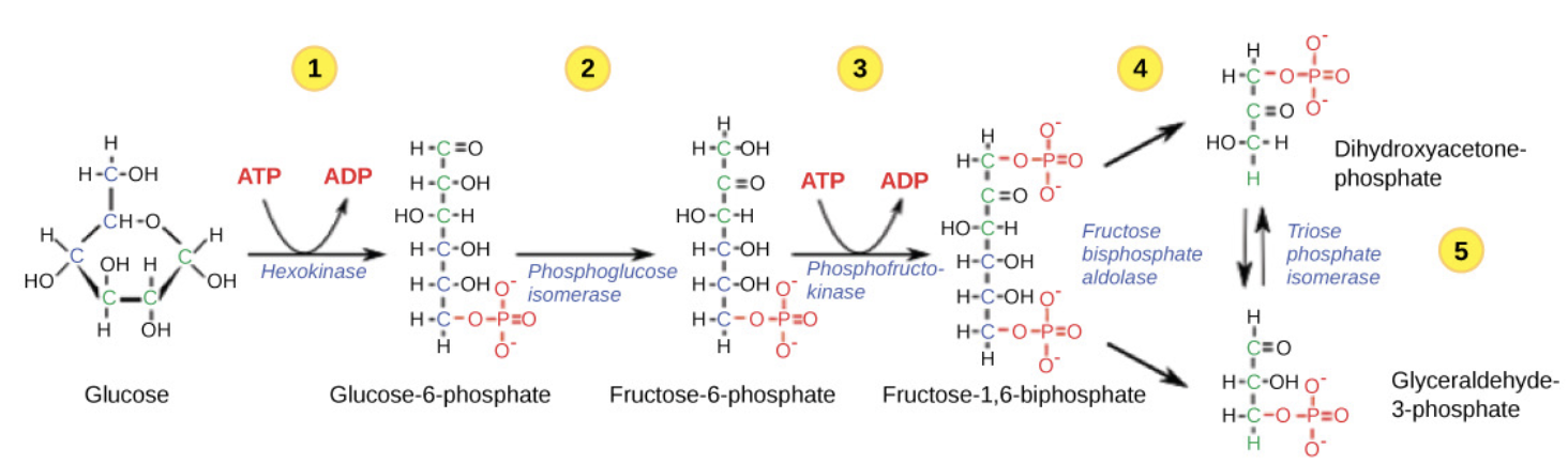 <ul><li><p><strong>Start</strong>: 1 glucose (C6H12O6) → 2 pyruvate (C3H4O3).</p></li></ul><ul><li><p><strong>Energy Investment Phase</strong>: Requires the input of ATP to initiate glycolysis.</p></li><li><p>involves 5 enzymes and uses two ATP molecules.</p></li></ul><p class="p1"><span>• </span>Glucose is phosphorylated twice and then split into two three-carbon molecules, called glyceraldehyde-3- phosphate (G3P).</p>