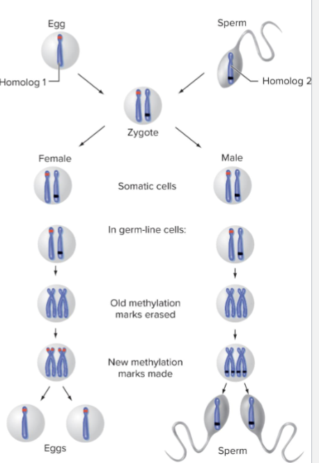 <ul><li><p>Epigenetic imprints remain throughout the lifespan of mammal</p></li><li><p>During meiosis, imprints are erased and new ones are set based on the sex of organism</p></li></ul><p></p>