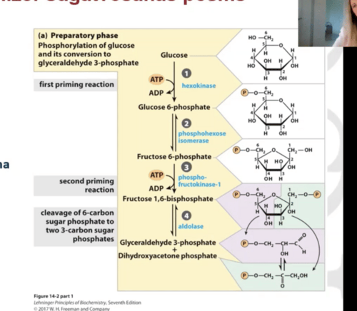 <p>2 ATP</p>