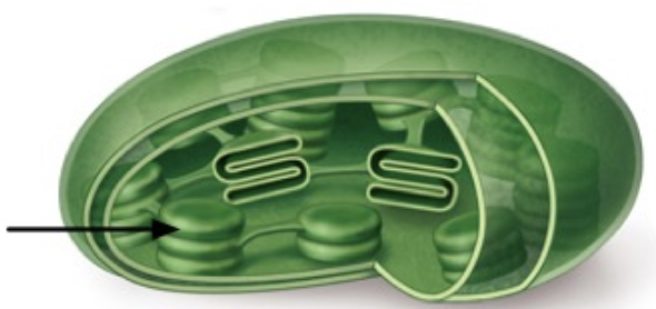 <p>the arrow points to structures in the chloroplast known as ___</p>