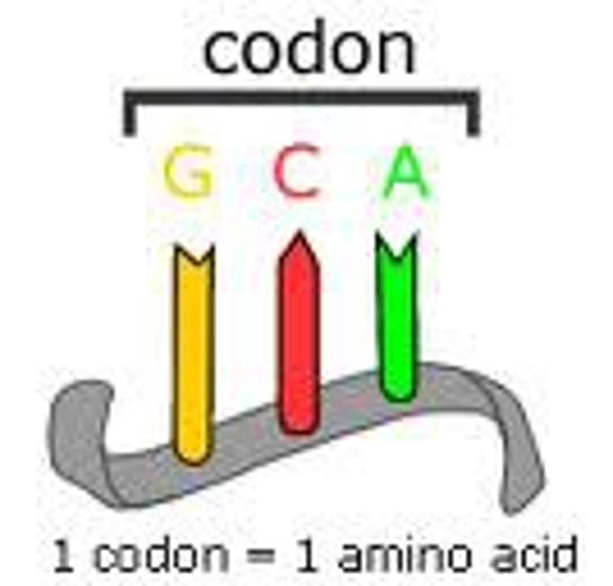 <p>A block of 3 DNA nucleotides corresponding to an amino acid</p><p>3:1 ratio</p><p>Ex) UUA, UGA, UAG</p>