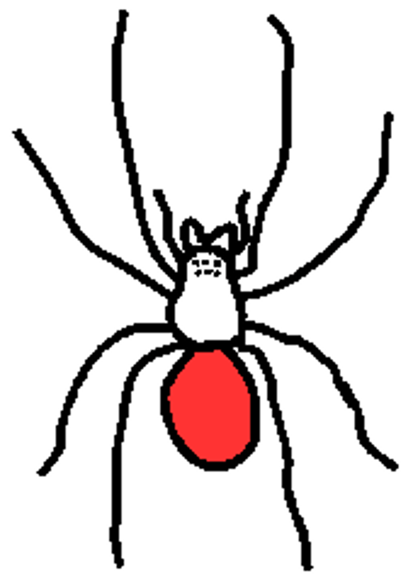 <p>possess reproductive, digestive, respiratory and web spinning functions</p>