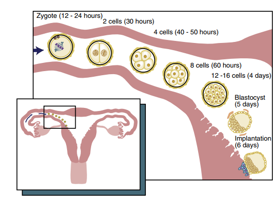<ul><li><p>Fertilized ovum, now called zygote undergoes mitosis and forms initial ball of cells called a <strong>Morula</strong></p></li><li><p><strong>Morula undergoes more mitosis and becomes blastocyst/blastula(vesicle) </strong></p></li><li><p><strong>Blastocyst travels from fallopian tube to the uterus </strong></p></li><li><p>Implantation occurs at the END of week 1. </p></li></ul><p></p>
