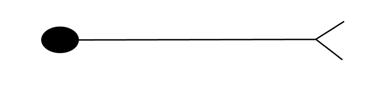 Multipolar motor neurons