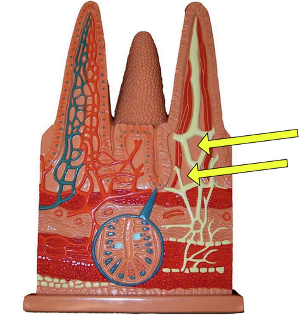 <p>the background colors</p><p>- tan and orange in the models</p>