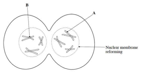 <p>.Each DNA molecule makes a copy of itself</p><p>.A single thread of DNA becomes two identical threads called CHROMATIDS (A) (2 copies of chromomes)</p><p>.They lie parallel along most of their length</p><p>.The chromatids are joined only is a specialised region called the CENTROMERE(B)</p>