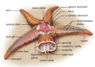 Anatomy of a sea star.