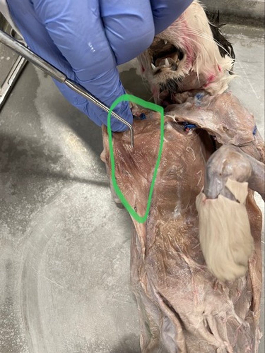 <p>O: ribs 3,4,5</p><p>I: coracoid process of scapula</p><p>A: protract scapula; depress scapula</p>
