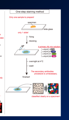 \-similar in terms of muscle biopsy and cross section, but only need 1 cross section 

\-then you add all antibodies (all with specific fluor) to the same tissue section, so they will all have dif colour and bind to their respective enzymes 

\-this is much quicker, and dont need to add secondary antibody to primary antibodies 

\-con: antibodies could stick to each other instead of tissue, so could mess up results 

\-so conventional method is probably still more accurate 