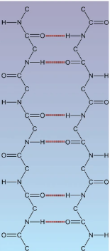 <p>Beta Pleated Sheets</p>