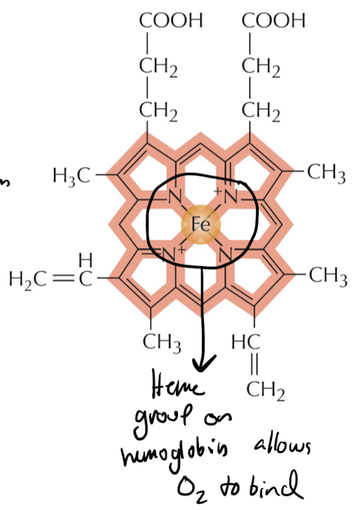 Cofactors are small non-protein “sidekicks” for enzymes that help them do their function more effectively

* ex) Iron in hemoglobin allows the protein to bind O2 effectively to carry it in RBCs 