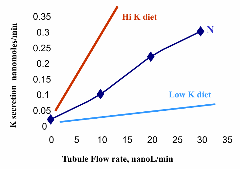 <p>-urine flow rate</p>