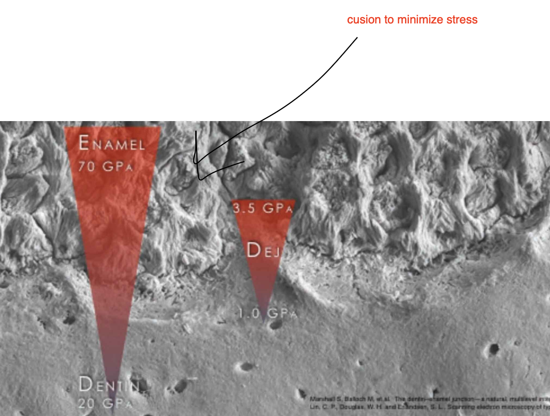 <ul><li><p>The dentin-enamel junction (DEJ) unites two dissimilar calcified tissues: enamel and dentin</p></li><li><p>Three-dimensional scalloped appearance with its convexities directed toward the dentin and concavities directed toward enamel.</p></li><li><p>Scallop size: 30 pm on incisors and 43 pm on molars</p></li><li><p>Prevent enamel cracks from propagating across the interface, thus preventing catastrophic tooth fractures → if crack reaches dentin the whole tooth will crack</p></li></ul><p></p>