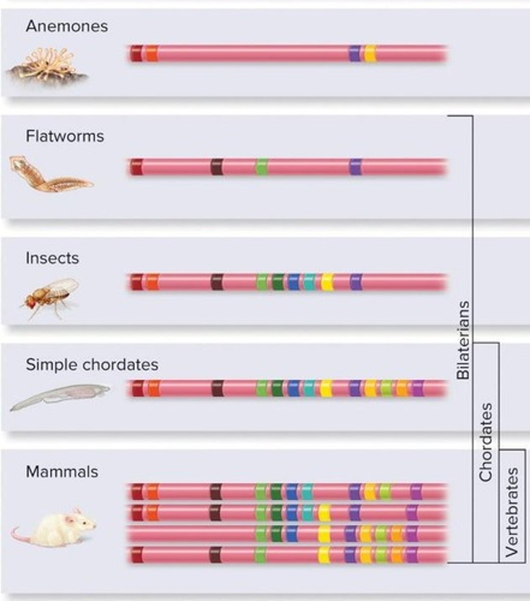 <p>Hox genes function in patterning the body axis.</p>