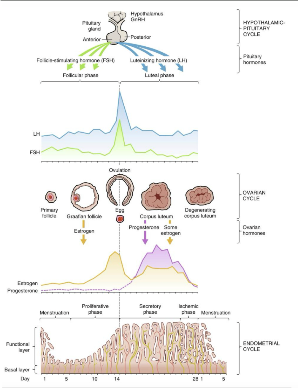 <p>LUTEAL PHASE</p><ul><li><p>post ovulation</p></li><li><p>empty follicle turns into corpus luteum</p></li><li><p>corpus luteum secretes progesterone and some estrogen to support endometrium</p></li></ul><p></p>