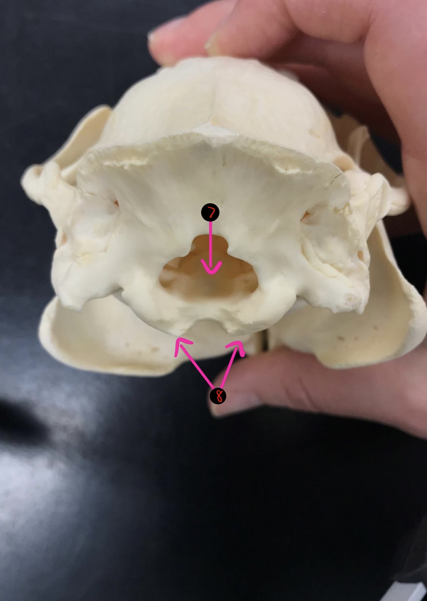 <p>Beaver skull- 7</p>