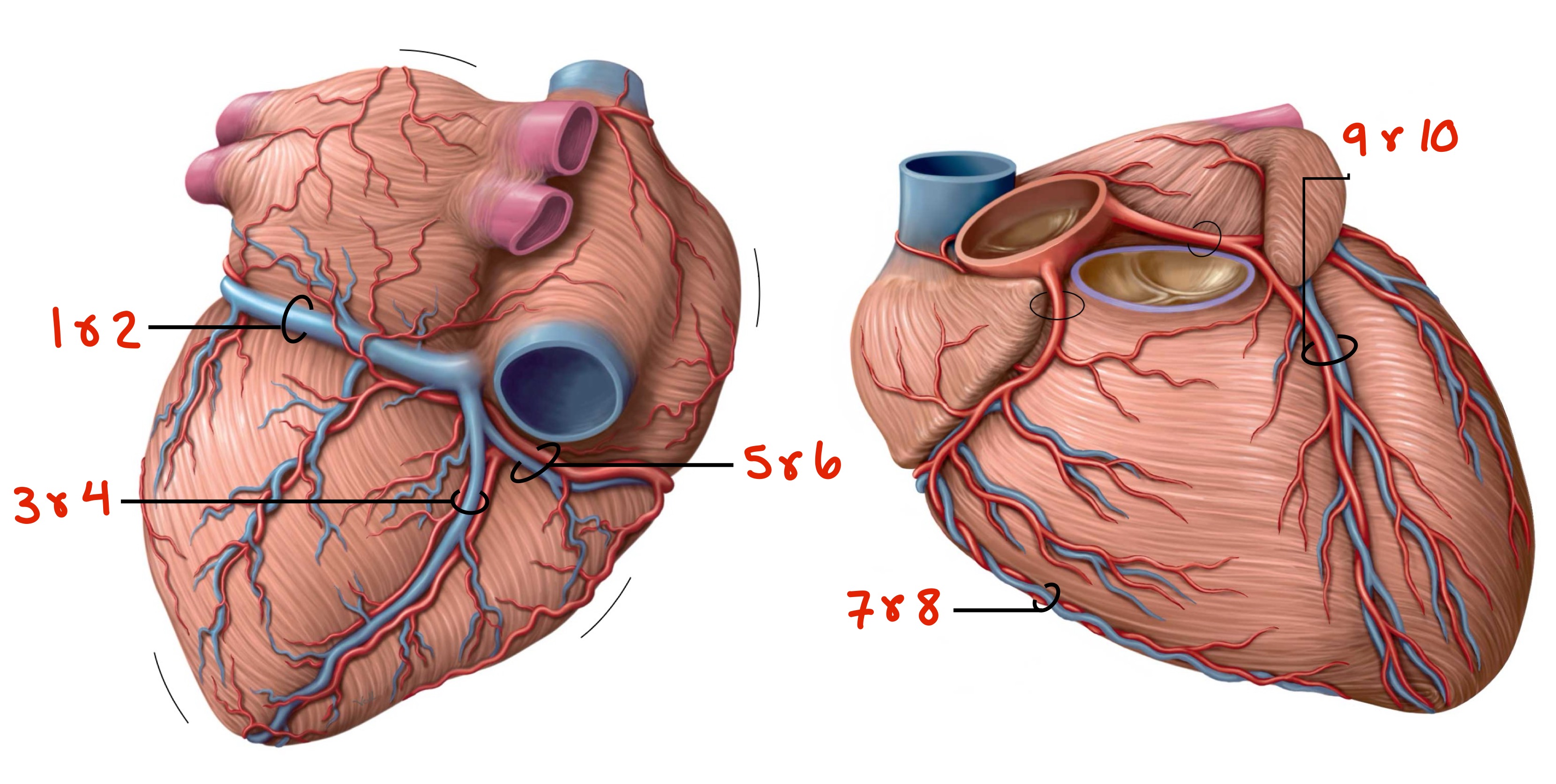 <p>Identify the pairs of vessels travelling together (either one within the pairs is interchangeable)</p>