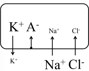 <ul><li><p>Activity of Na⁺/K⁺ ATPase causes intracellular environment to be negatively charged with respect to extracellular environment (3 Na⁺ out/ 2 K⁺ in).</p></li><li><p>At RMP passive ionic fluxes are balanced so that there is charge separation and E<sub>m</sub> remains constant. </p></li><li><p>Value of RMP (-70mV) is closest to equilibrium potential of the ion with greatest membrane permeability (K⁺).</p></li></ul><p></p>