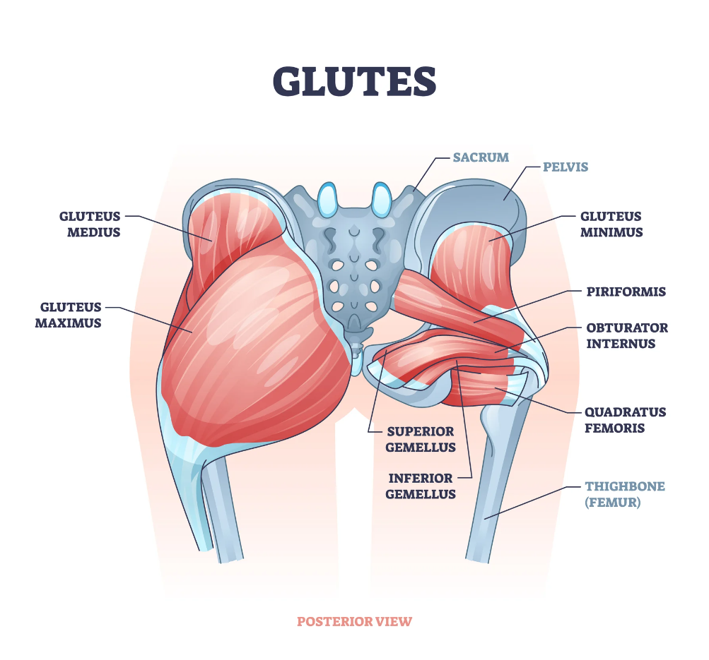 <p>posterior; Referring to the buttocks or the muscles of the buttocks.</p>