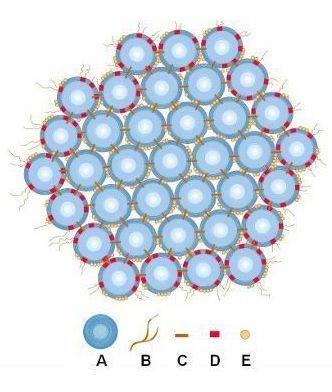 <p>Caseins are contained as what structure?</p>