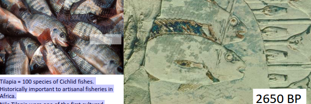 <p>Tilapia = 100 species of Cichlid fishes.<br>• Historically important to artisanal fisheries in<br>Africa.<br>• Nile Tilapia were <mark data-color="yellow" style="background-color: yellow; color: inherit;">one of the first cultured<br>fishes by humans</mark>.<br>• Tilapia were a symbol of rebirth in Egyptian<br>culture and thus were often painted on tomb<br>walls.<br>• Tilapia now farmed globally</p>