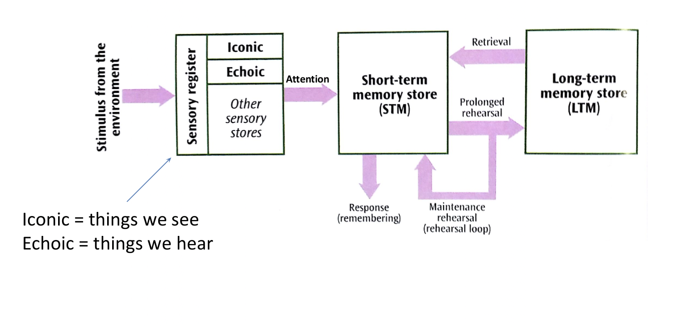 <p>describes how information flows through the memory system, suggests memory is made up of 3 stores</p>